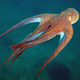 Illustration for article titled Perhaps the Most Beautiful Undersea Photography Weve Ever Seen